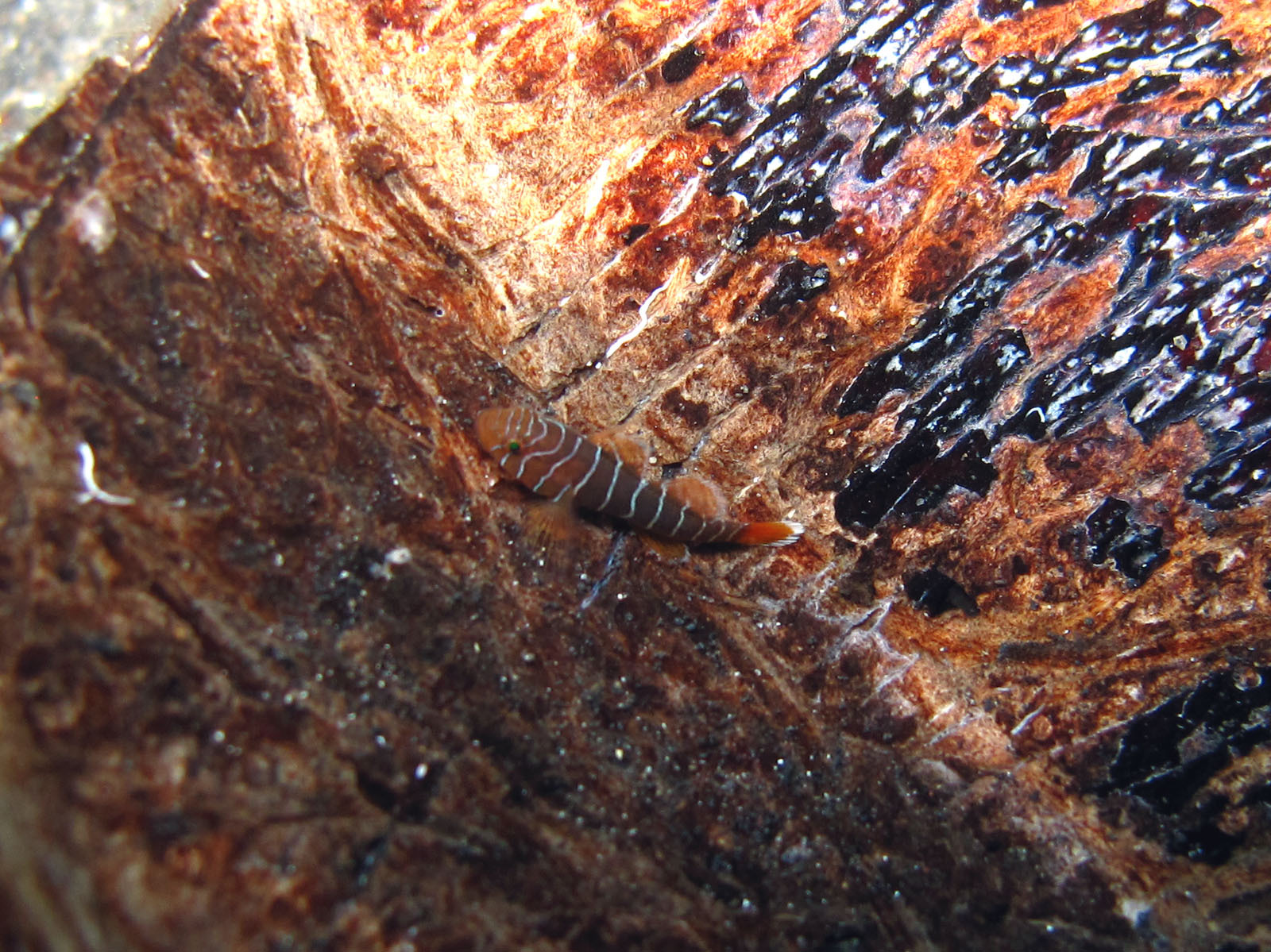 ภาพ ปลาบู่ profunda (Priolepis profunda)