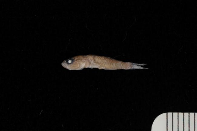 ภาพ ปลาบู่บู่ (Priolepis psygmophilia)
