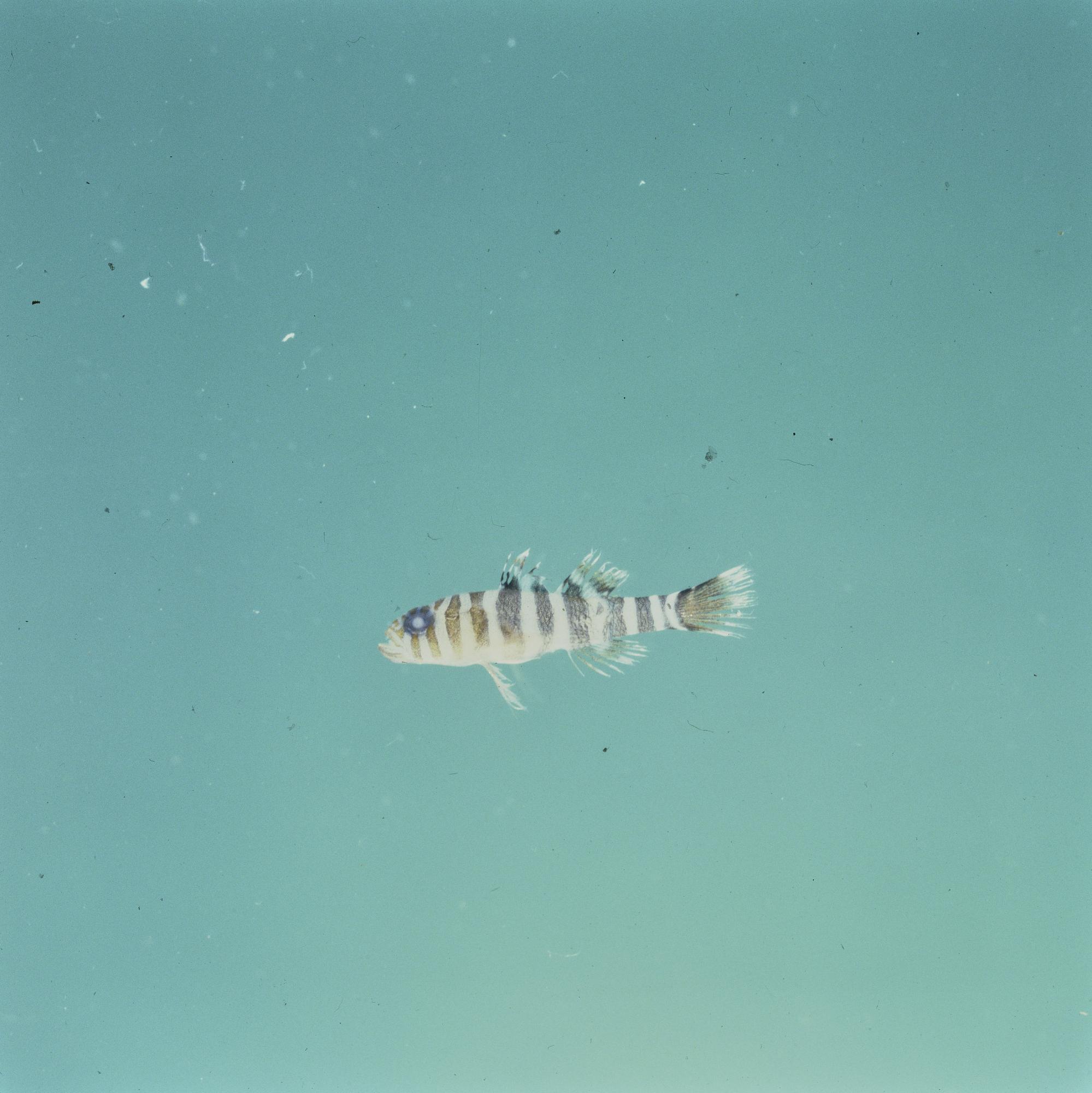 ภาพ ปลาบู่บู่ (Priolepis randalli)