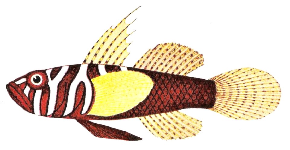 ภาพ ปลาบู่บู่ (Priolepis semidoliata)