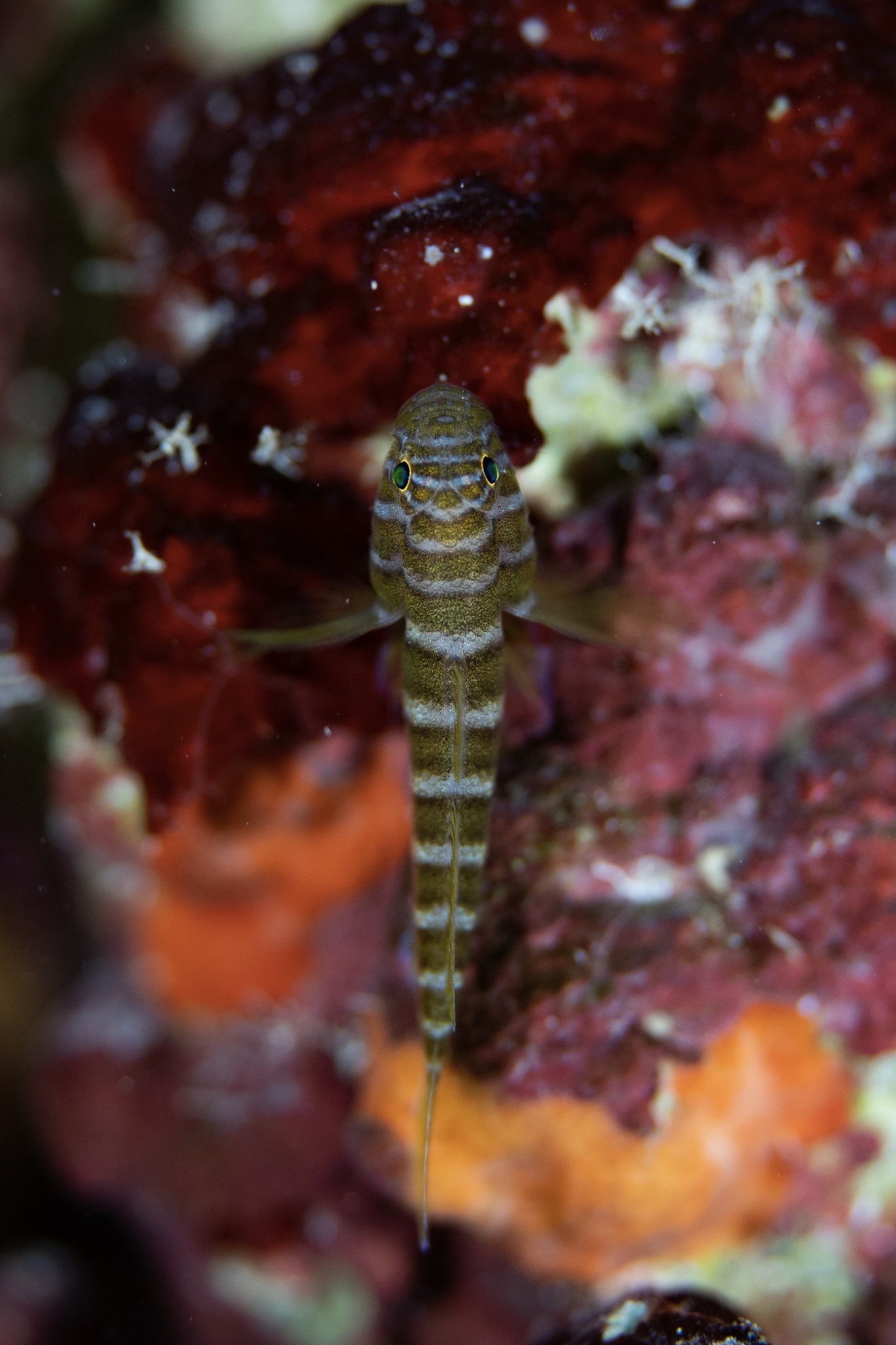ภาพ ปลาบู่บู่ (Priolepis squamogena)