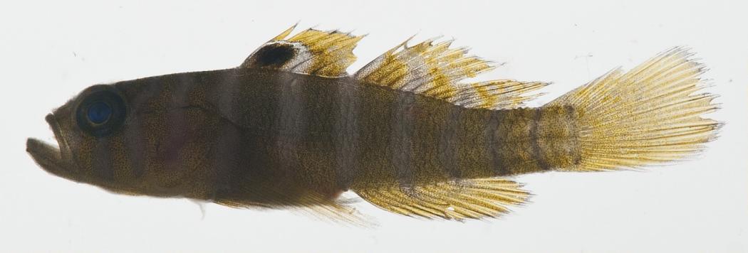 ภาพ ปลาบู่สามบู่ (Priolepis triops)