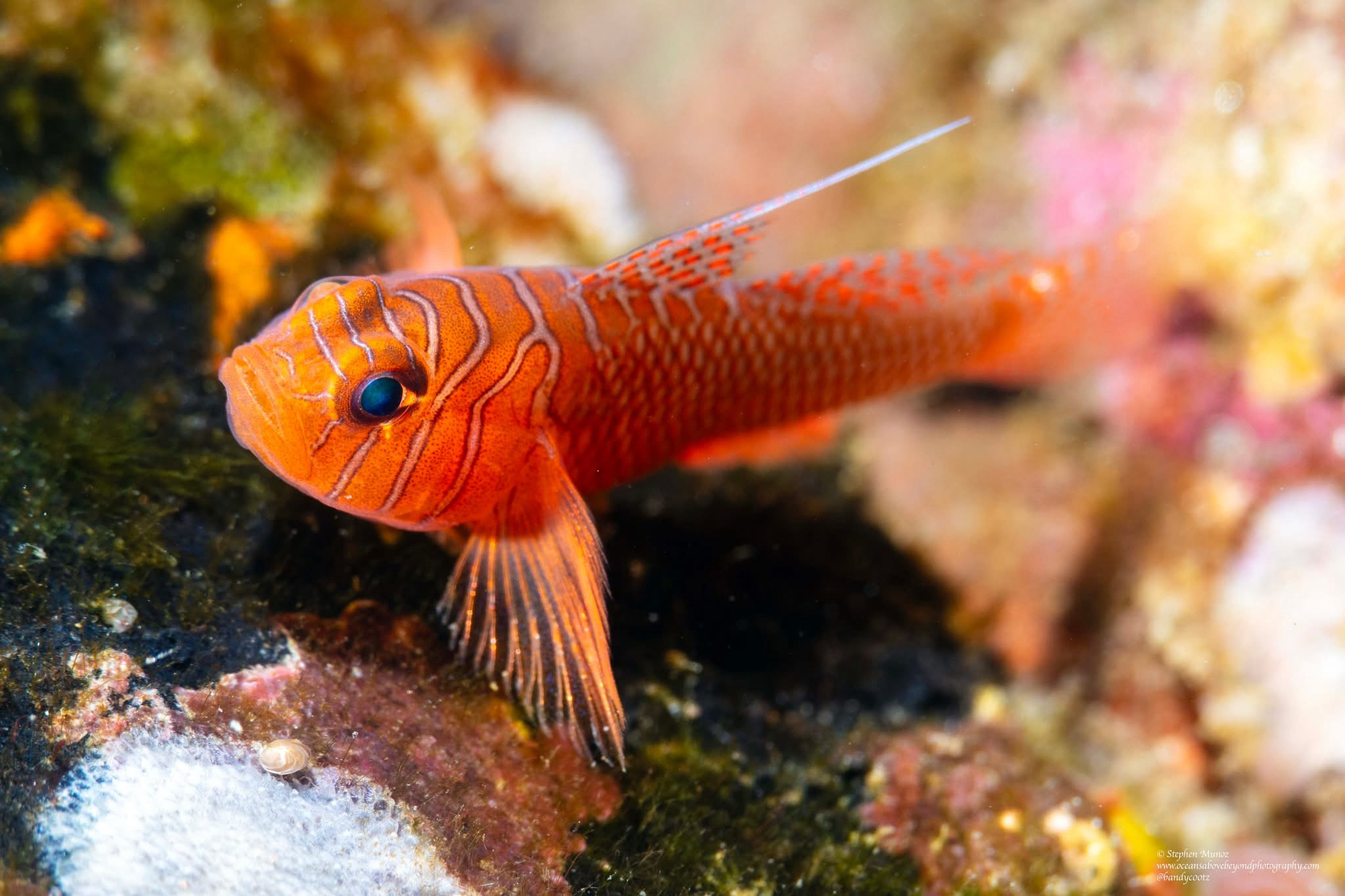 ภาพ ปลาบู่ริบบิ้น (Priolepis vexilla)