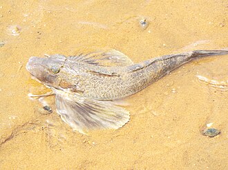 ภาพ ปลา carolinus (Prionotus carolinus)
