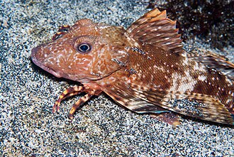 ภาพ ปลา miles (Prionotus miles)