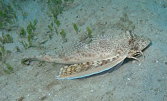 ภาพ ปลา punctatus (Prionotus punctatus)