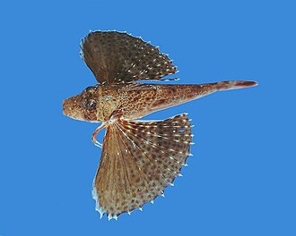 ภาพ ปลา rubio (Prionotus rubio)