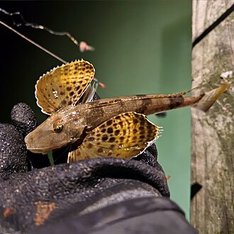 ภาพ ปลา scitulus (Prionotus scitulus)