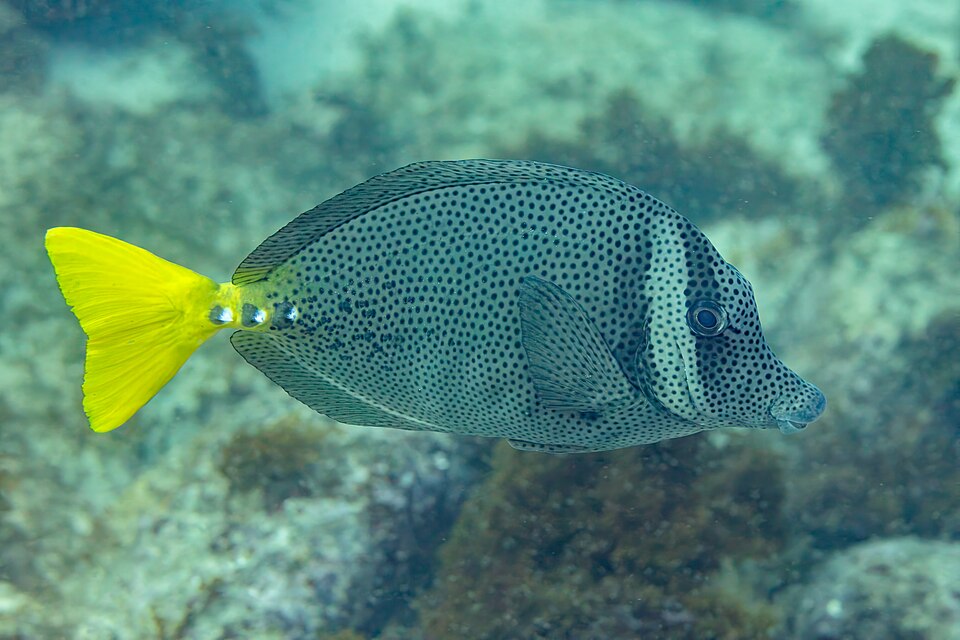 ภาพ ปลาขี้ตังเบ็ด laticlavius (Prionurus laticlavius)