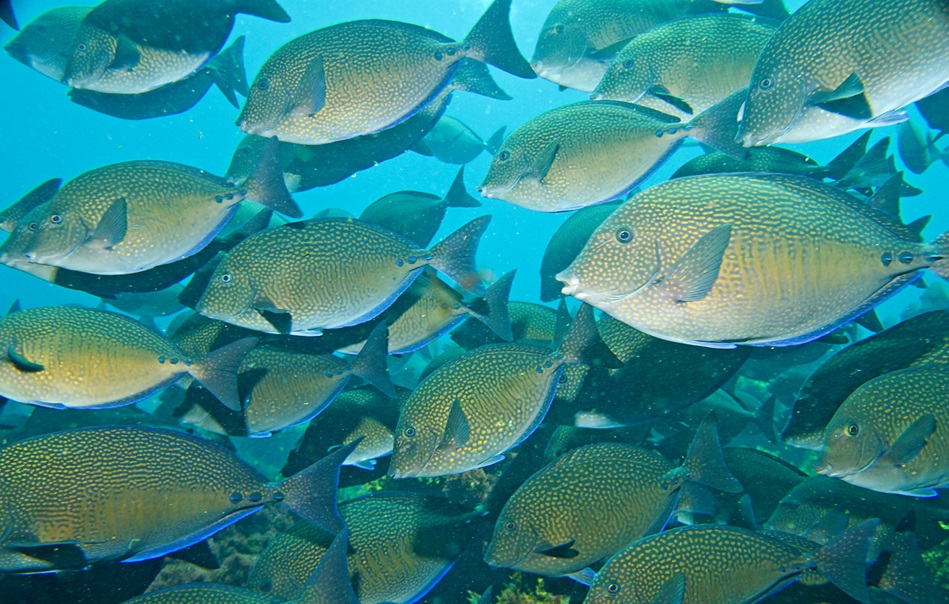 ภาพ ปลาขี้ตังเบ็ดลายจุด (Prionurus maculatus)