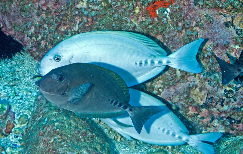 ภาพ ปลาขี้ตังเบ็ดออสเตรเลีย (Prionurus microlepidotus)