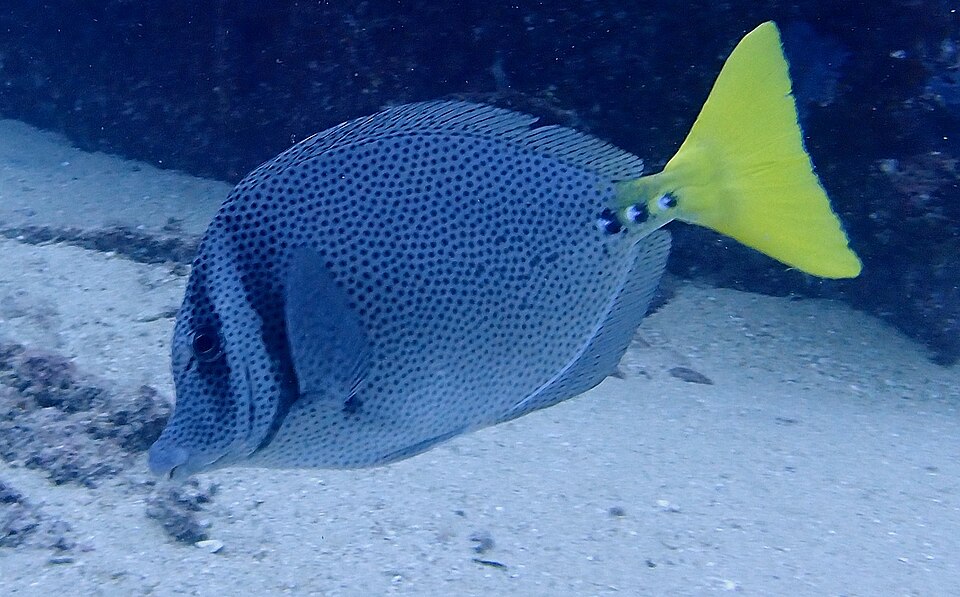 ภาพ ปลาขี้ตังเบ็ดหางเหลือง (Prionurus punctatus)