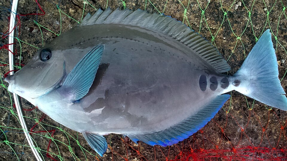 ภาพ ปลาขี้ตังเบ็ดญี่ปุ่น (Prionurus scalprum)