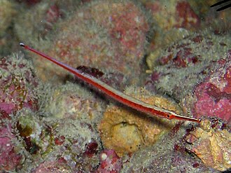 ภาพ ปลาอมไข่ kallopterus (Pristiapogon kallopterus)