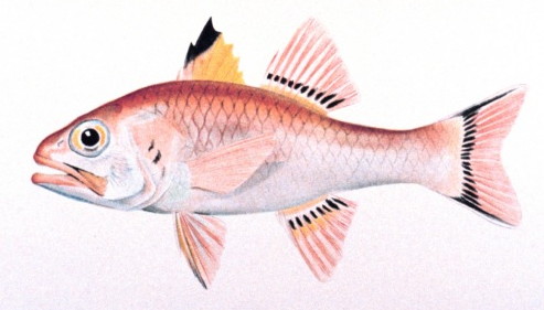 ภาพ ปลาอมไข่ taeniopterus (Pristiapogon taeniopterus)