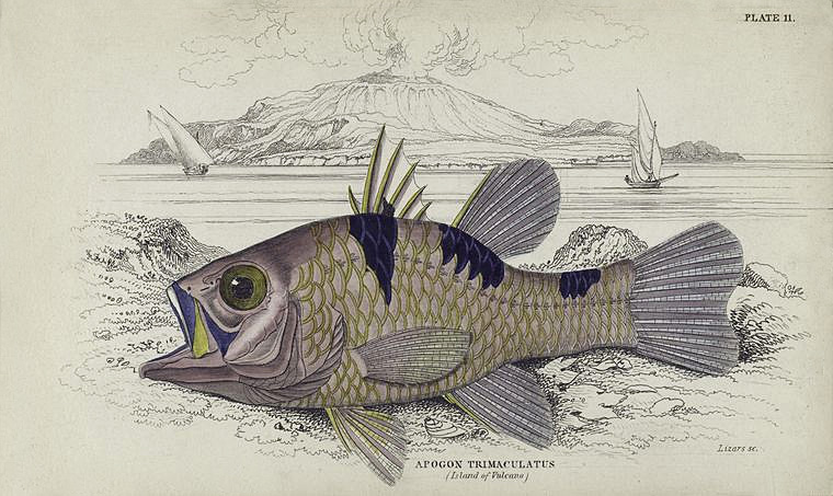 ภาพ ปลาอมไข่สามจุด (Pristicon trimaculatus)
