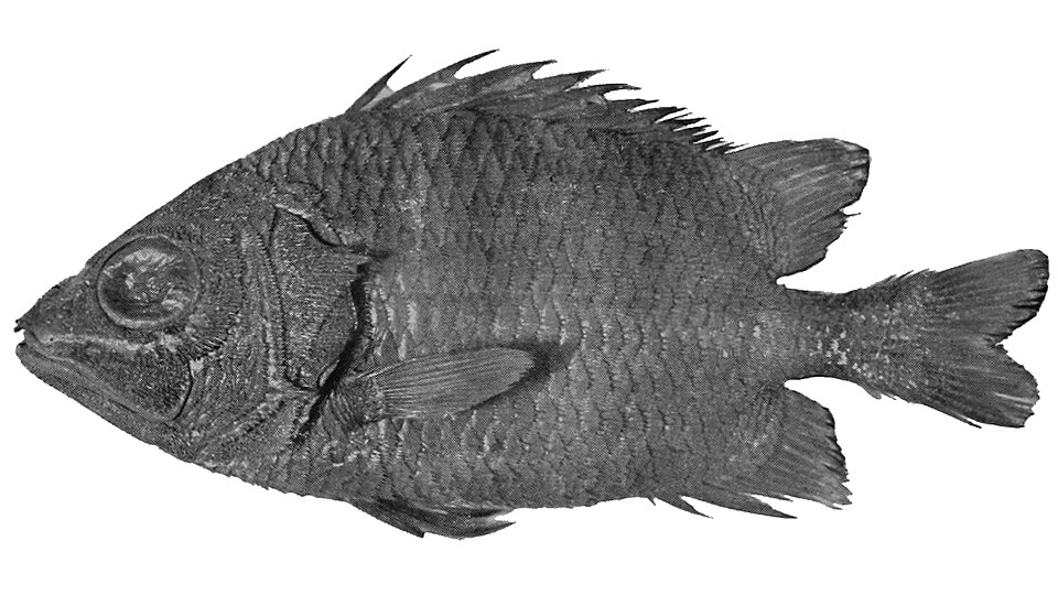 ภาพ ปลาข้าวเม่า oligolepis (Pristilepis oligolepis)