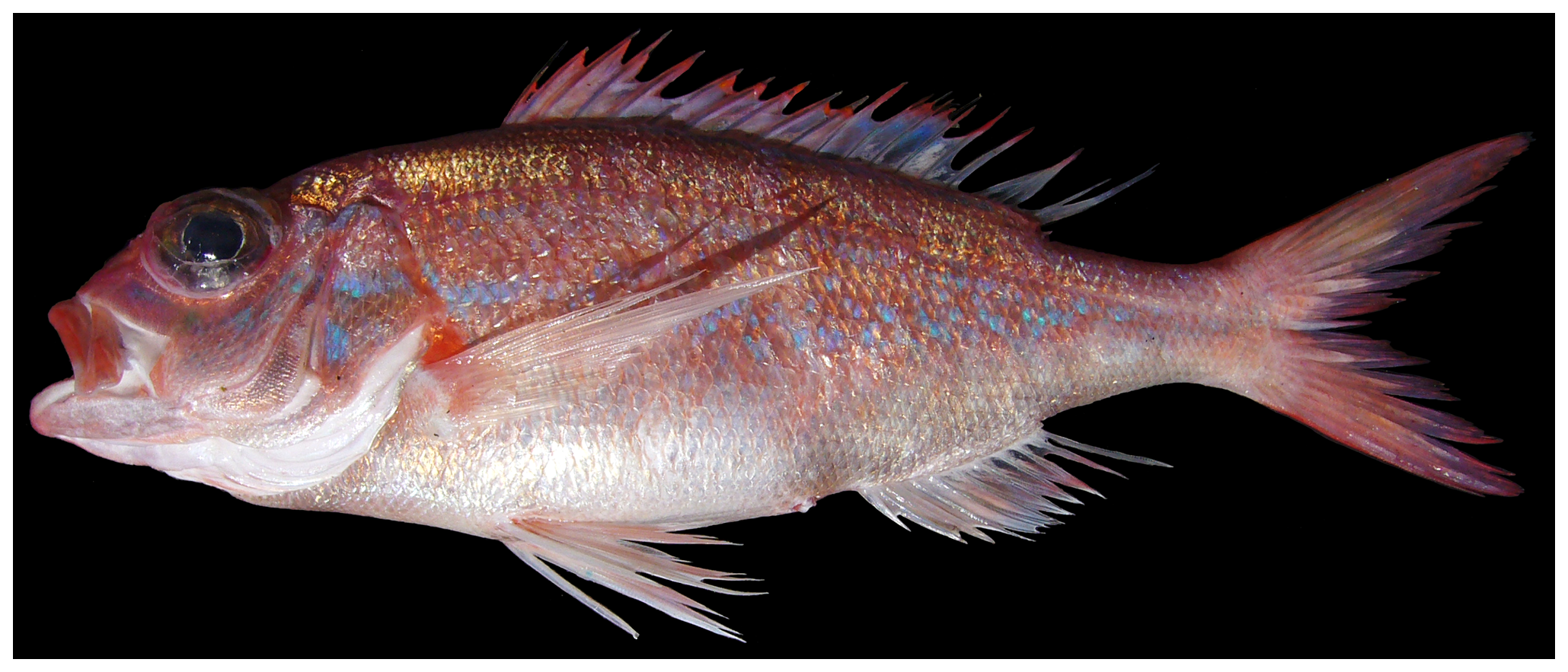 ภาพ ปลา aquilonaris (Pristipomoides aquilonaris)