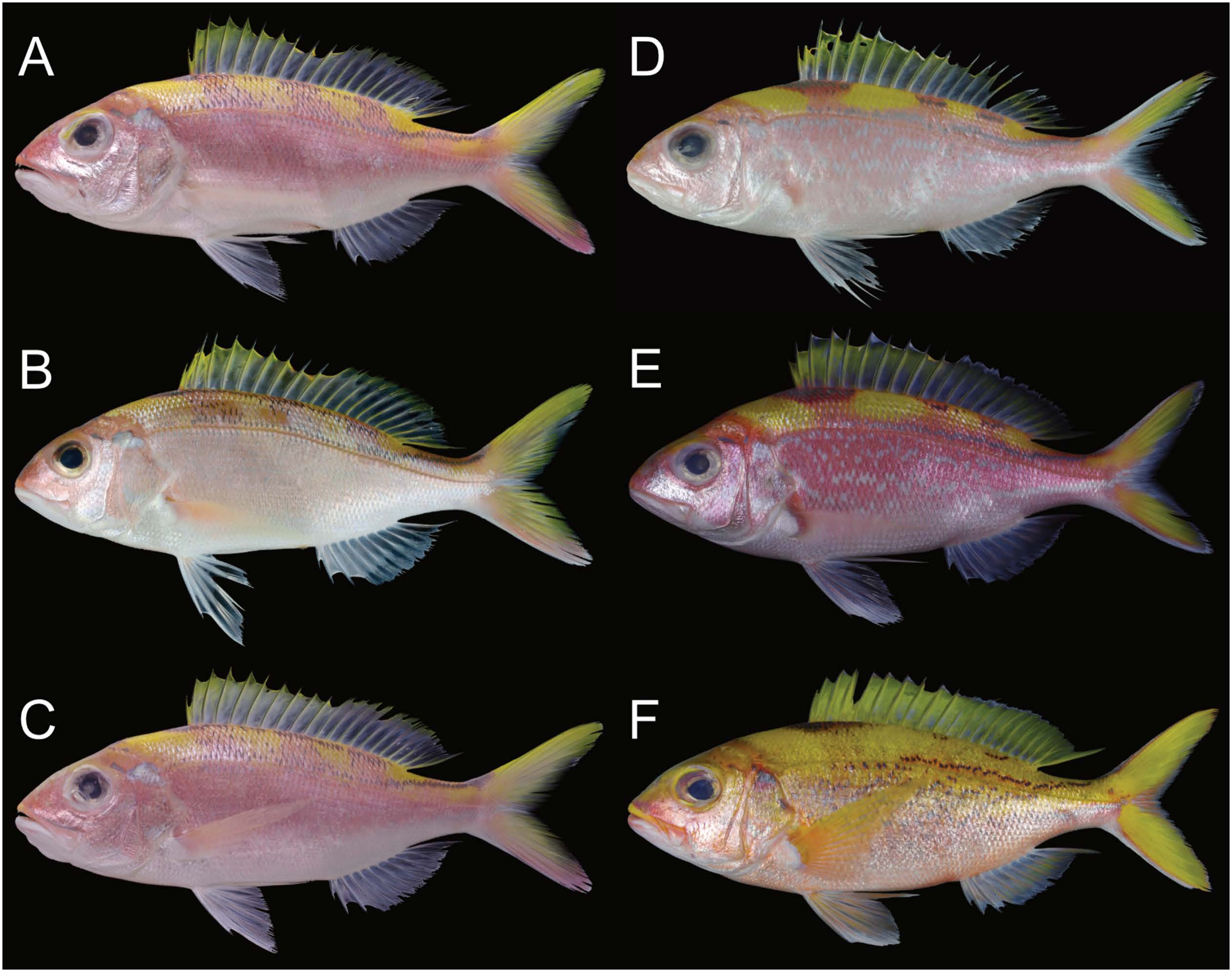 ภาพ ปลา argyrogrammicus (Pristipomoides argyrogrammicus)