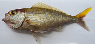 ภาพ ปลา auricilla (Pristipomoides auricilla)