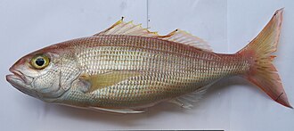 ภาพ ปลา filamentosus (Pristipomoides filamentosus)