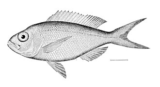ภาพ ปลา macrophthalmus (Pristipomoides macrophthalmus)