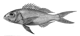 ภาพ ปลา multidens (Pristipomoides multidens)