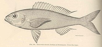 ภาพ ปลา sieboldii (Pristipomoides sieboldii)