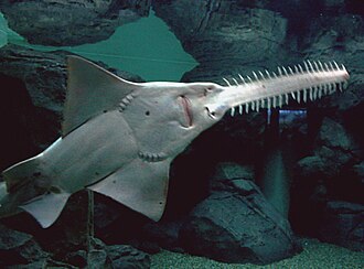 ภาพ ปลา microdon (Pristis microdon)