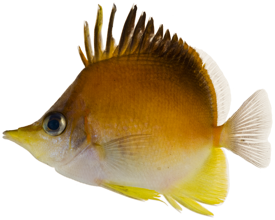 ภาพ ปลาผีเสื้อแอตแลนติกจมูกยาว (Prognathodes aculeatus)