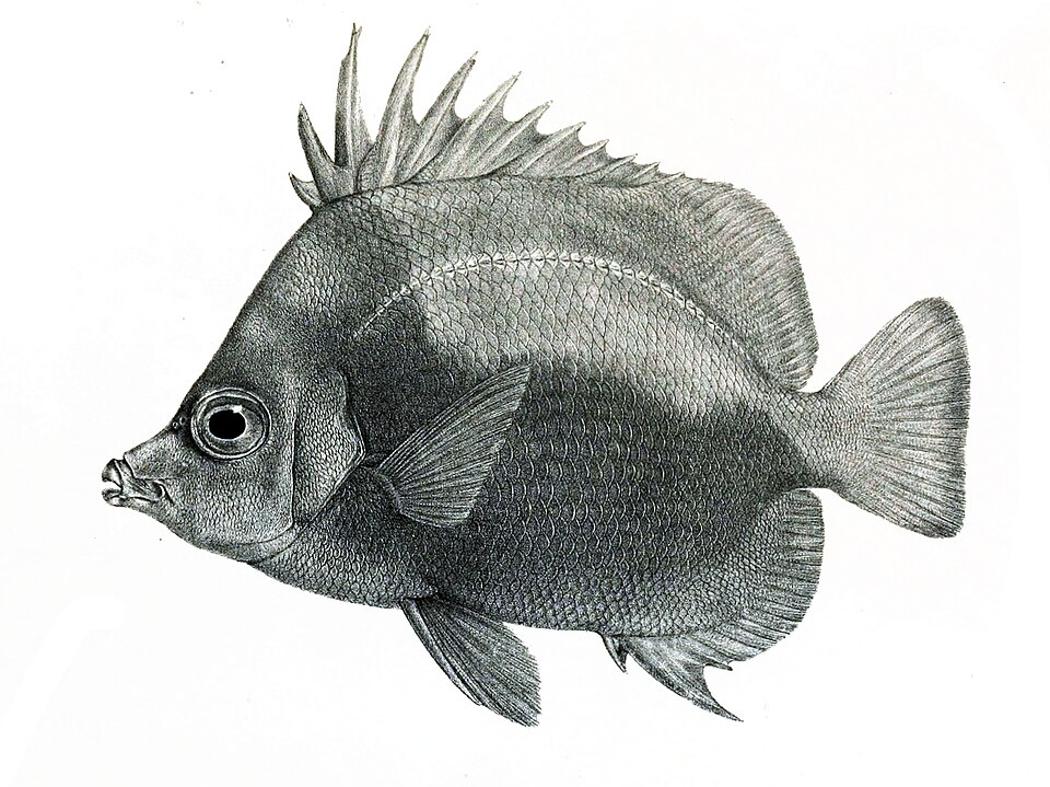 ภาพ ปลาผีเสื้อ dichrous (Prognathodes dichrous)