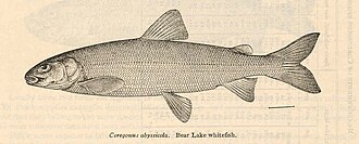 ภาพ ปลา abyssicola (Prosopium abyssicola)