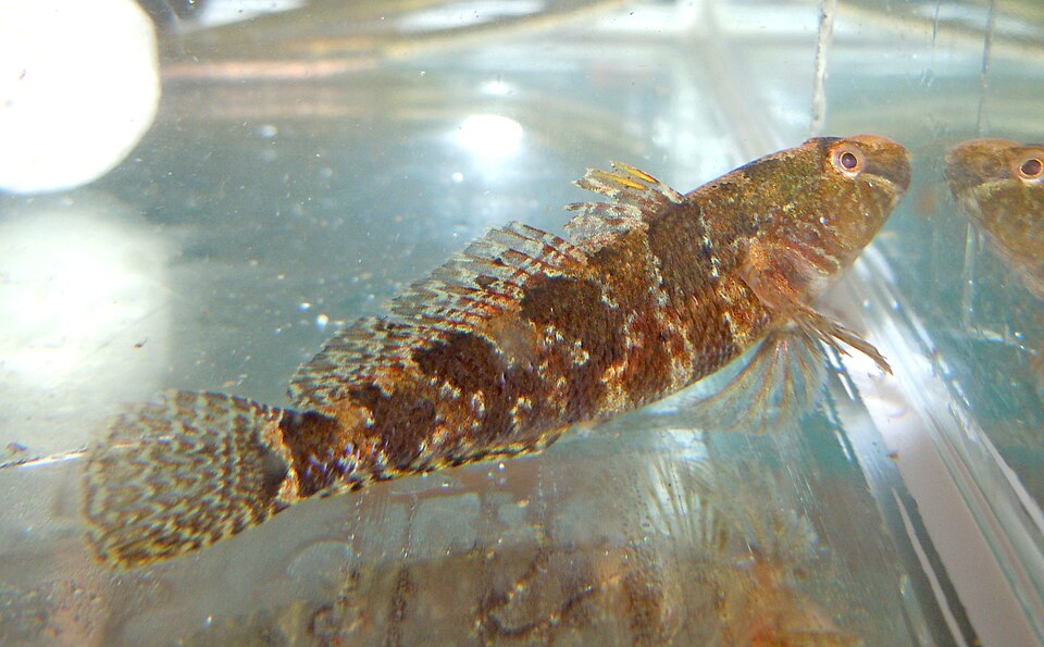 ภาพ ปลาบู่บู่ (Proterorhinus marmoratus)