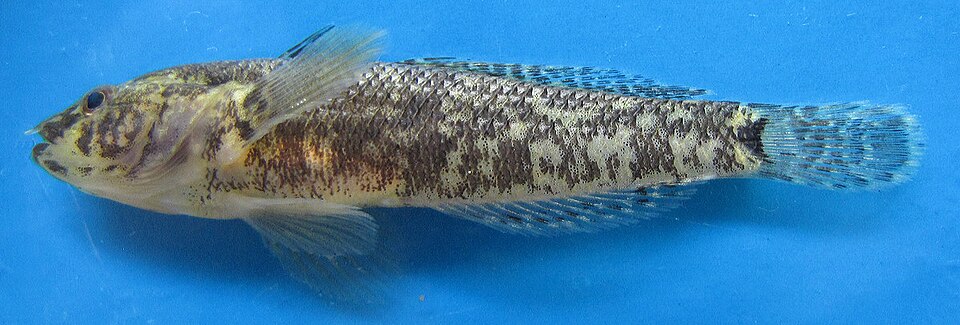ภาพ ปลาบู่บู่ (Proterorhinus nasalis)