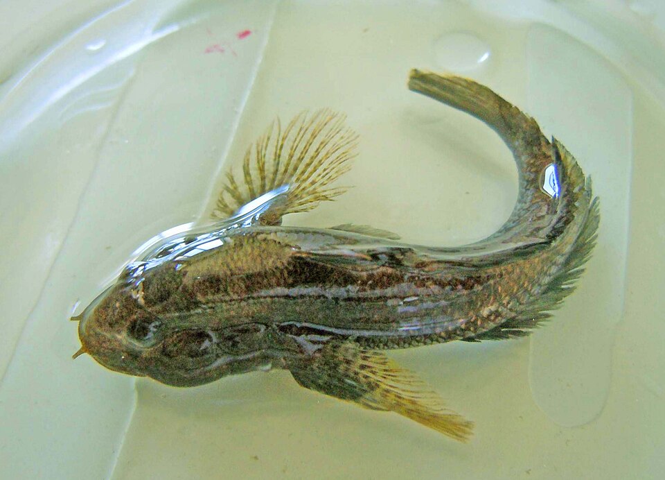 ภาพ ปลาบู่น้ำจืดบู่ (Proterorhinus semilunaris)