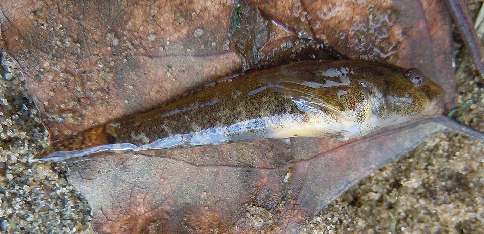 ภาพ ปลาบู่บู่ (Proterorhinus semipellucidus)