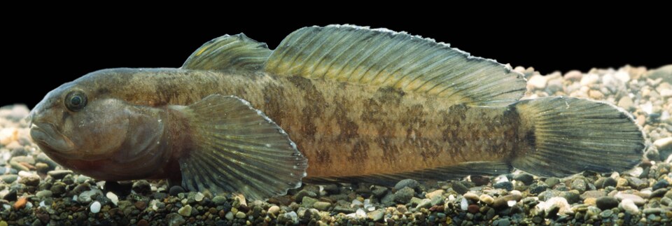ภาพ ปลาบู่บู่ (Proterorhinus tataricus)