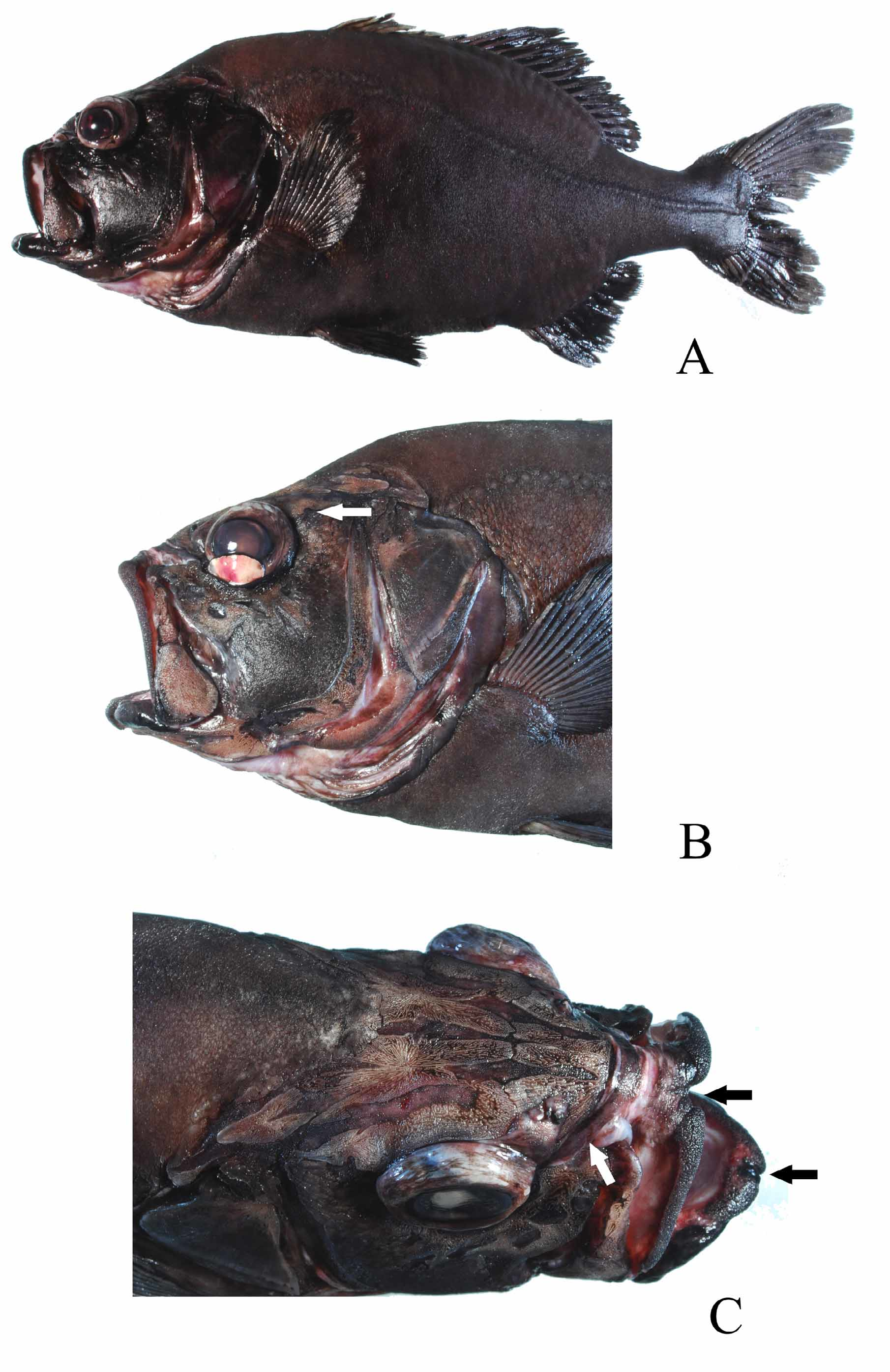 ภาพ ปลา mccoskeri (Protoblepharon mccoskeri)