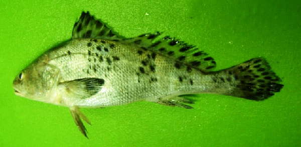 ภาพ ปลาจวดดำ (Protonibea diacanthus)