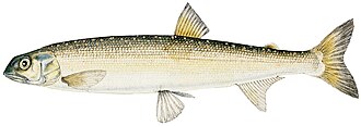 ภาพ ปลา oxyrhynchus (Prototroctes oxyrhynchus)