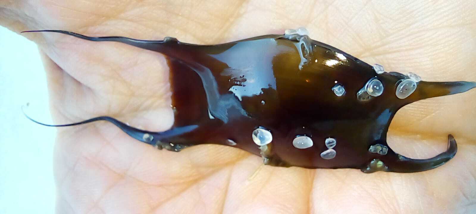 ภาพ ปลา extenta (Psammobatis extenta)