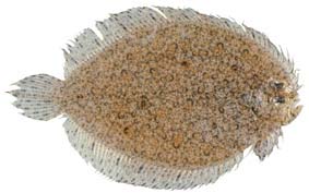 ภาพ ปลา ocellatus (Psammodiscus ocellatus)