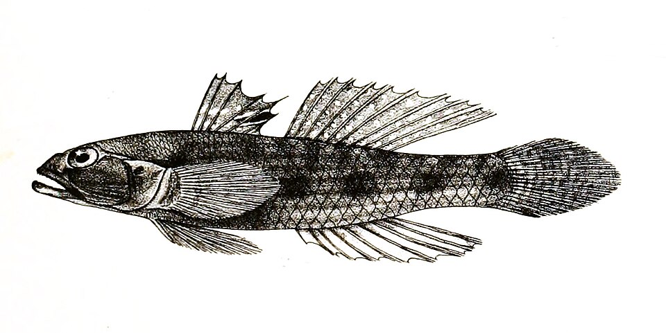 ภาพ ปลาบู่ขี้เซา (Psammogobius biocellatus)