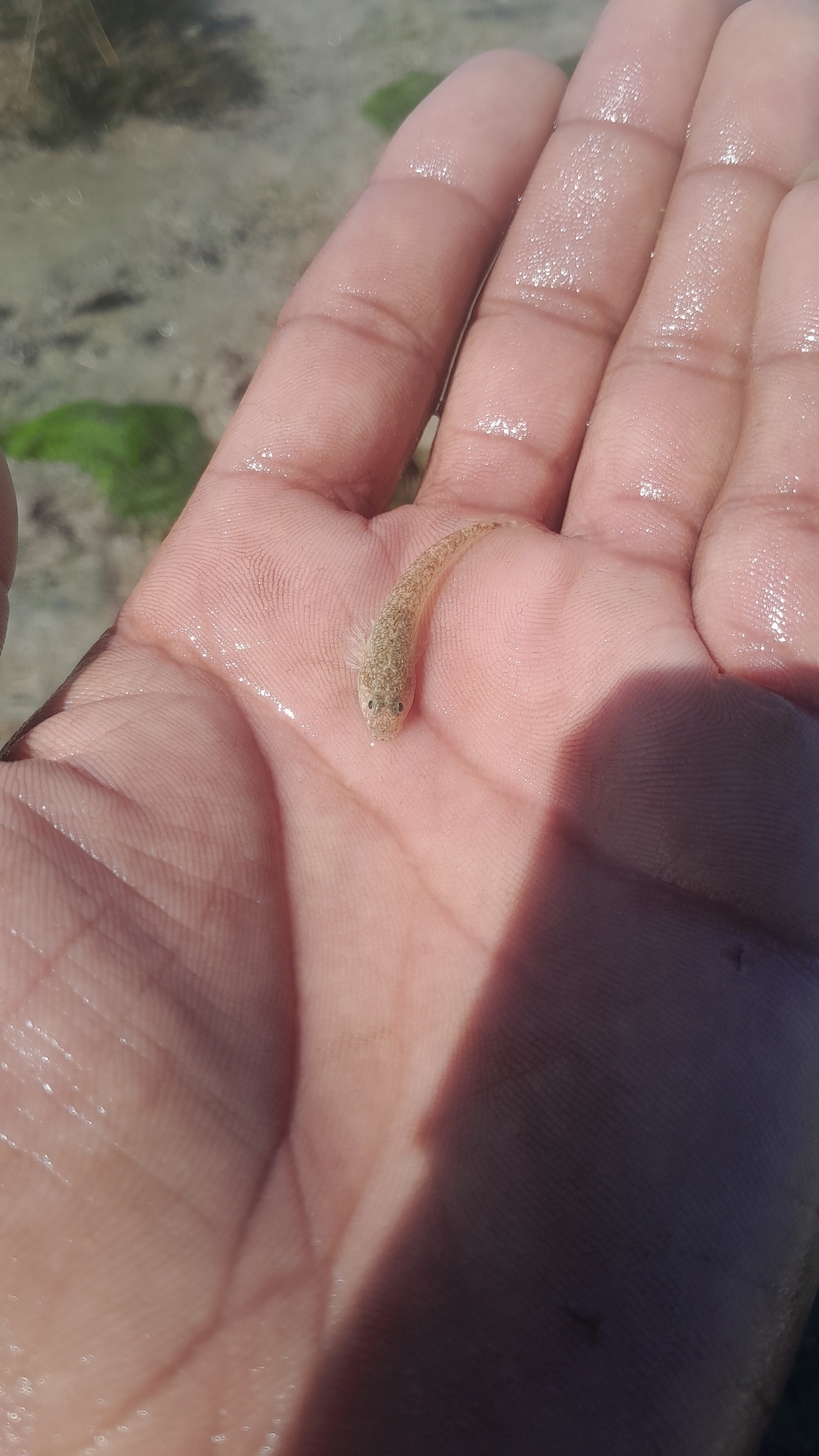 ภาพ ปลาบู่พื้นทรายบู่ (Psammogobius knysnaensis)