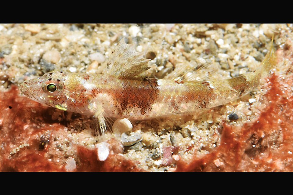 ภาพ ปลาบู่บู่ (Psammogobius pisinnus)