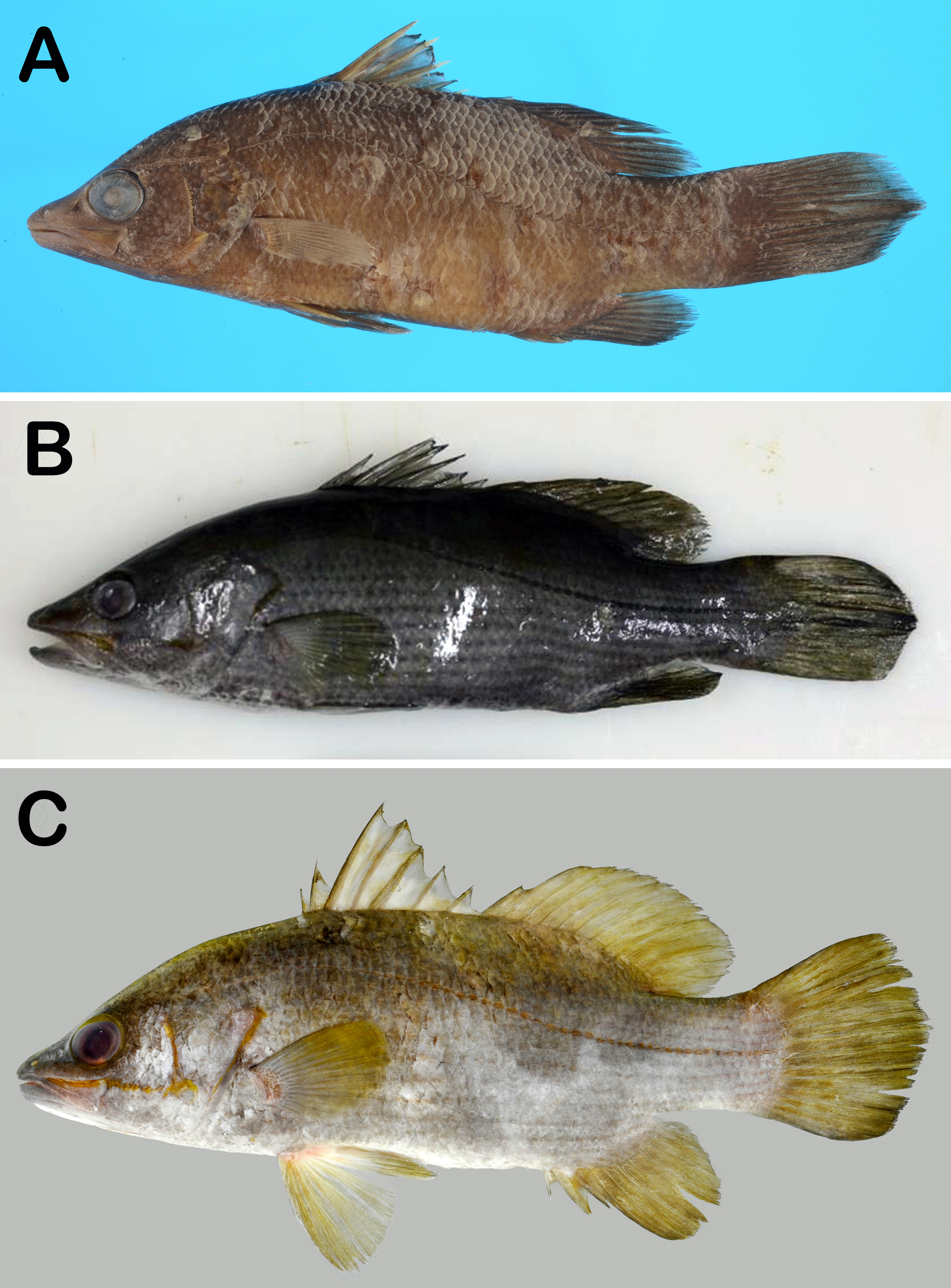 ภาพ ปลา waigiensis (Psammoperca waigiensis)