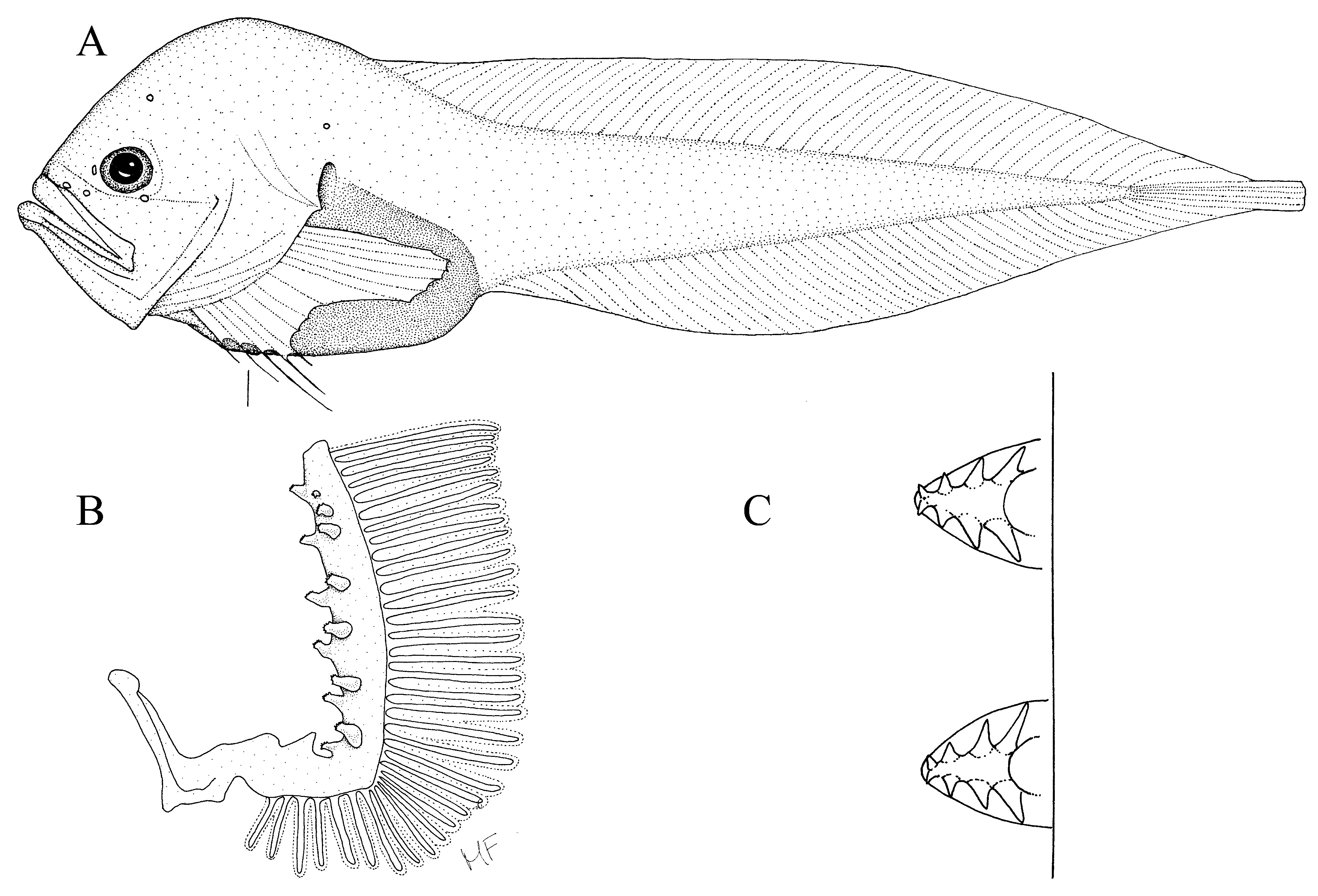 ภาพ ปลา argyrogaster (Psednos argyrogaster)