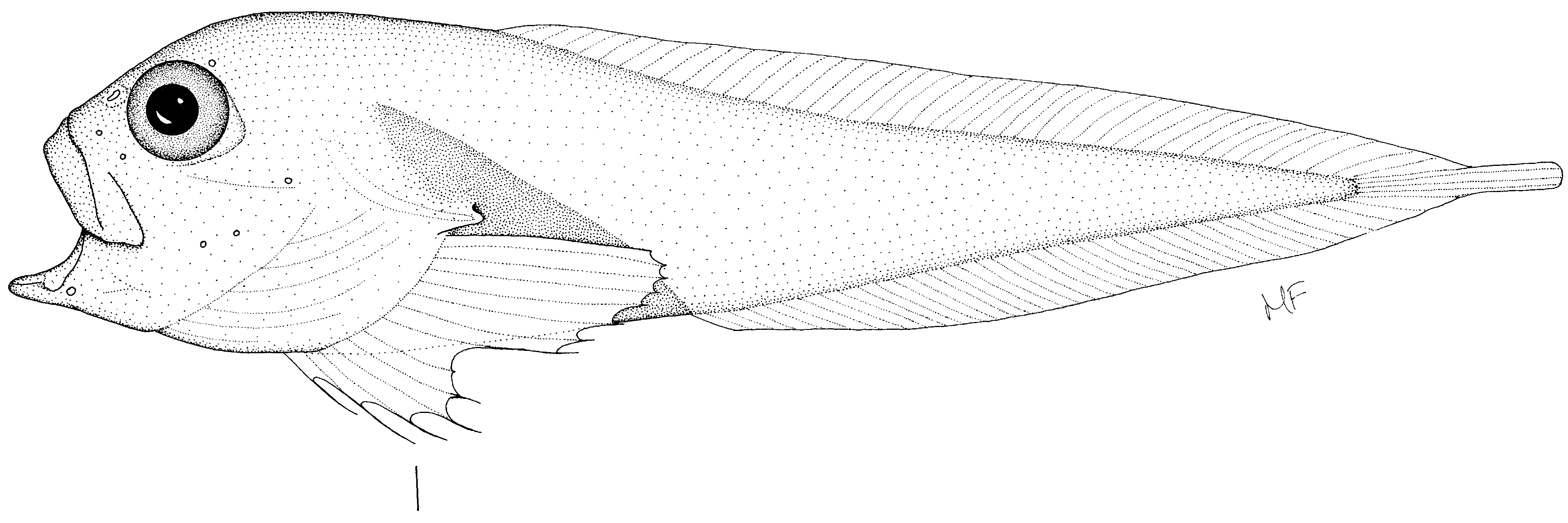ภาพ ปลา microstomus (Psednos microstomus)