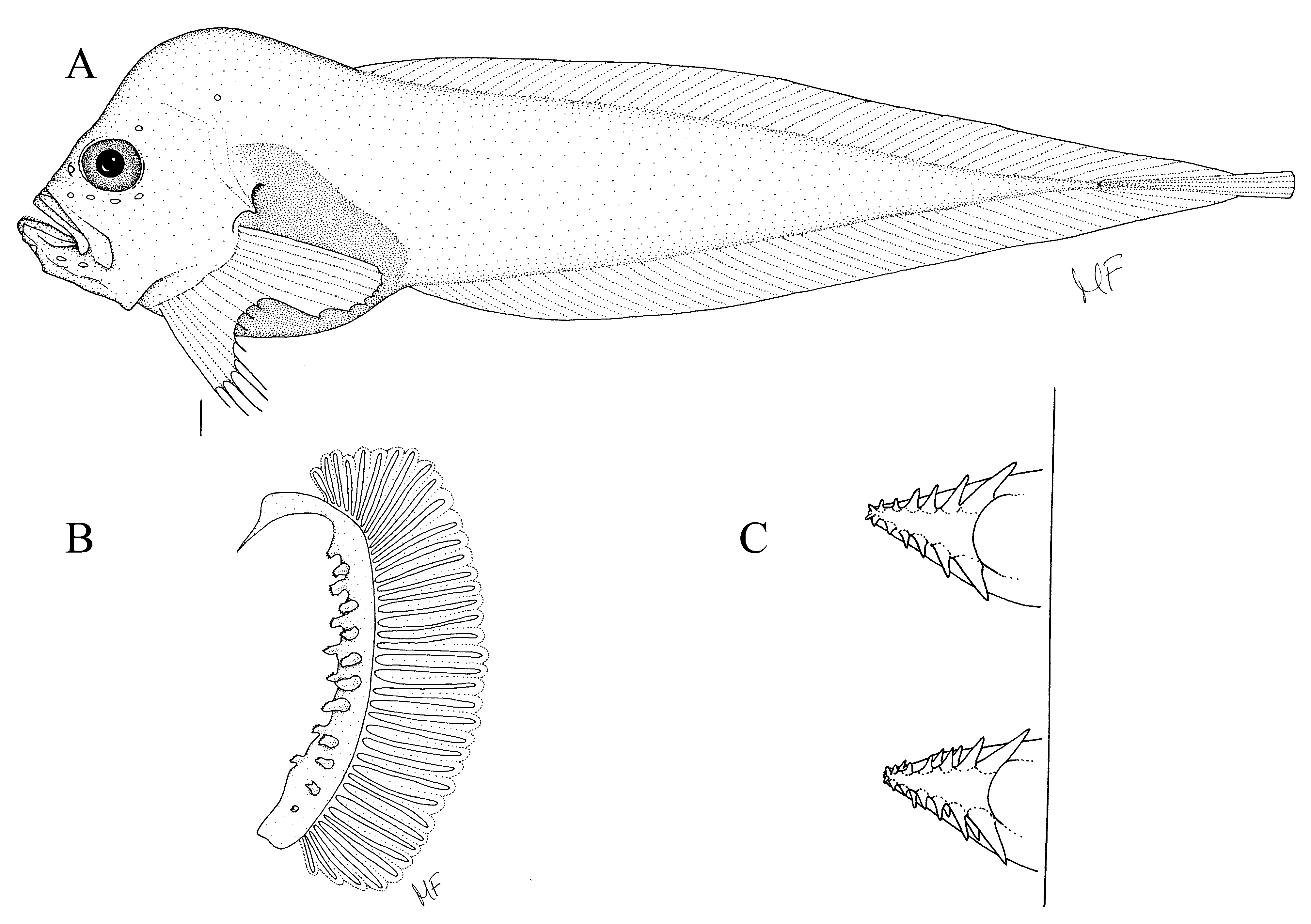 ภาพ ปลา platyoperculosus (Psednos platyoperculosus)
