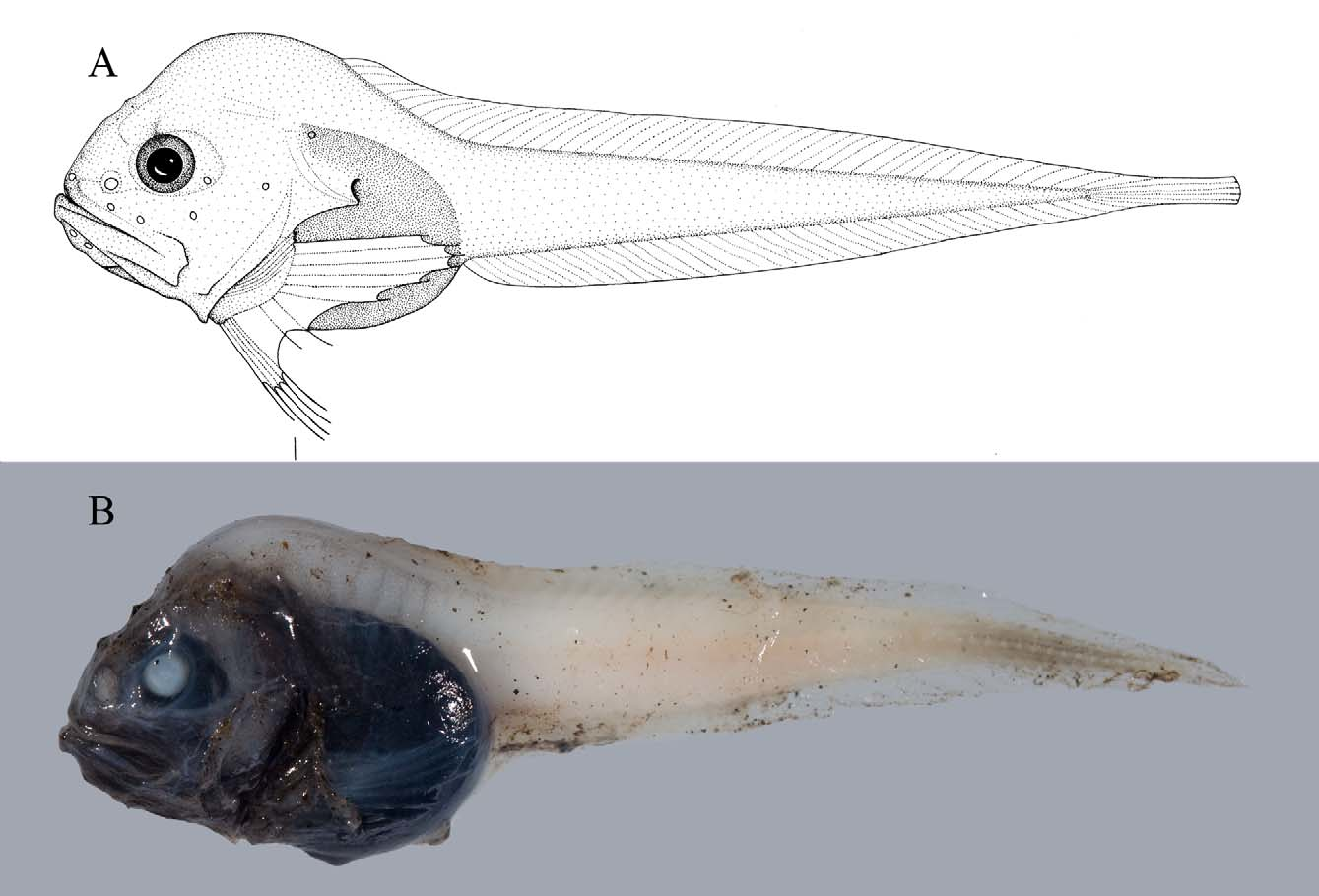 ภาพ ปลา struthersi (Psednos struthersi)